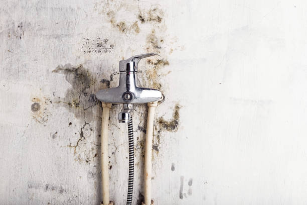 Best Residential Mold Remediation in Dunean, SC