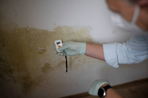 Best Industrial Mold Remediation in Dunean, SC